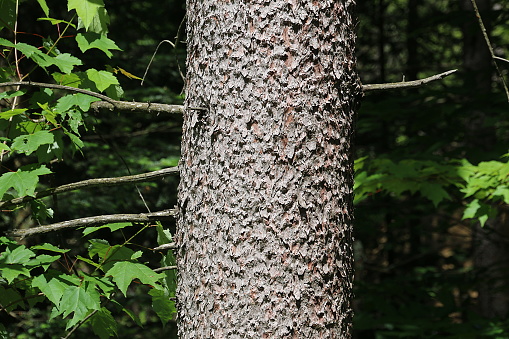The tree back on this spruce is very textured and looks uneven in the sunlight.  This photo was taken in a forest in Southern Quebec.