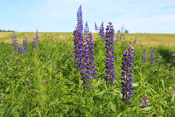 istock Lupine Flowers 982597888