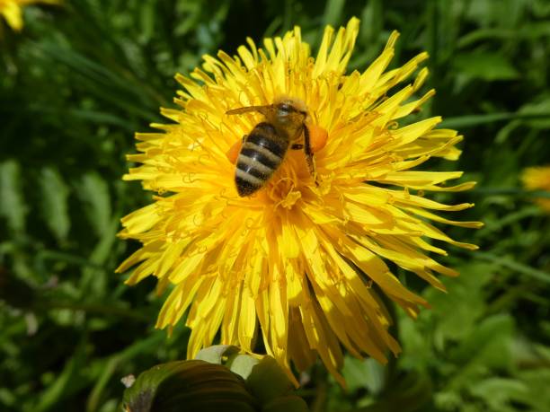 istock bee on the blossom of a dandelion 982600216