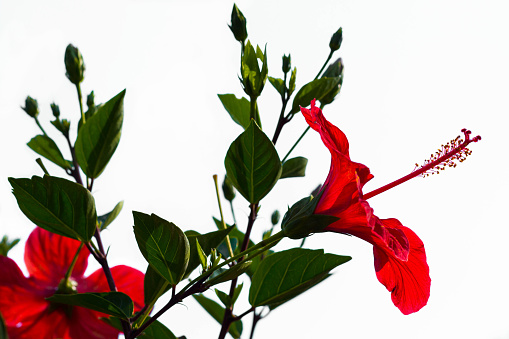 View of red hibiscus