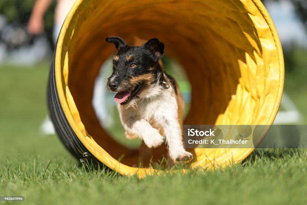 Dog runs through an agility tunnel - Jack Russell Terrier Dog Stock Photo