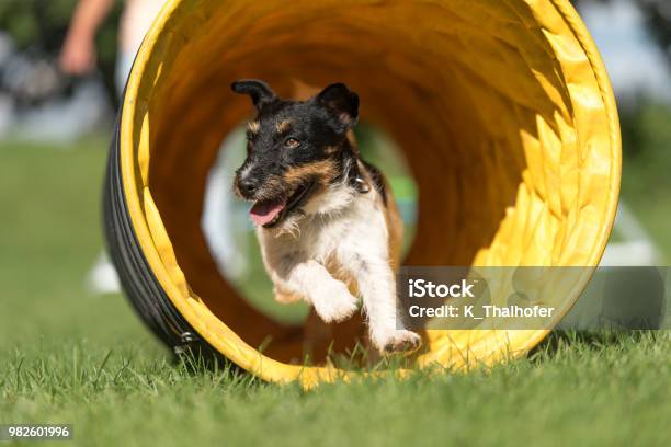 Dog Runs Through An Agility Tunnel Jack Russell Terrier Stock Photo - Download Image Now