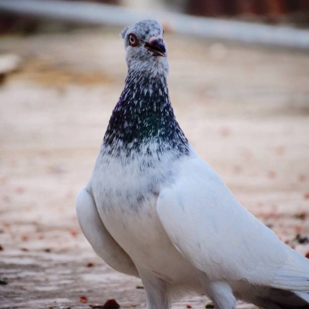 istock Bird of Bangladesh 982603176