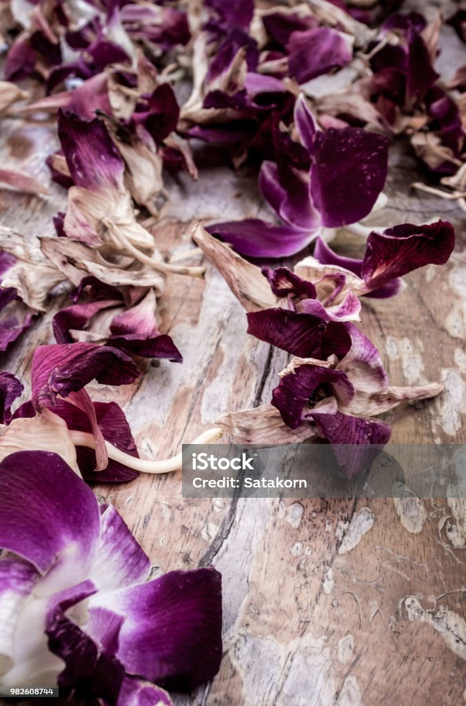 Foto de Flor Da Orquídea Murcha Amplamente Cair No Chão De Madeira e mais  fotos de stock de Antigo - iStock