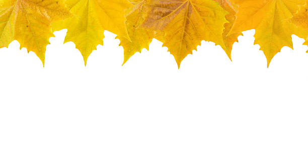 istock Beautiful golden leaves in autumn 98261414