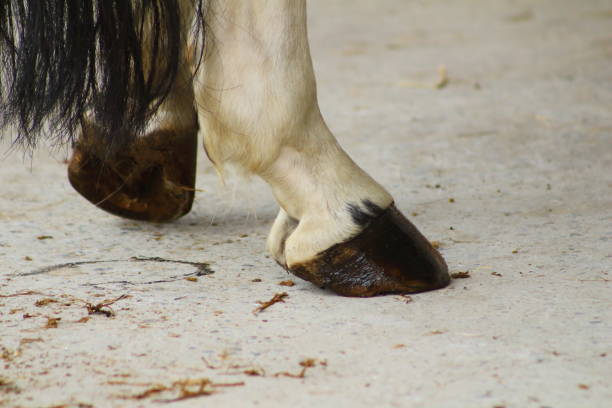 istock resting horse hind hooves that are greased 982634008