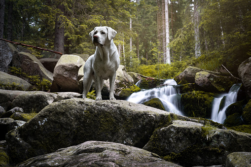 beautiful purebred labrador retriever dog puppy standing in a green forest in front of natural waterfall