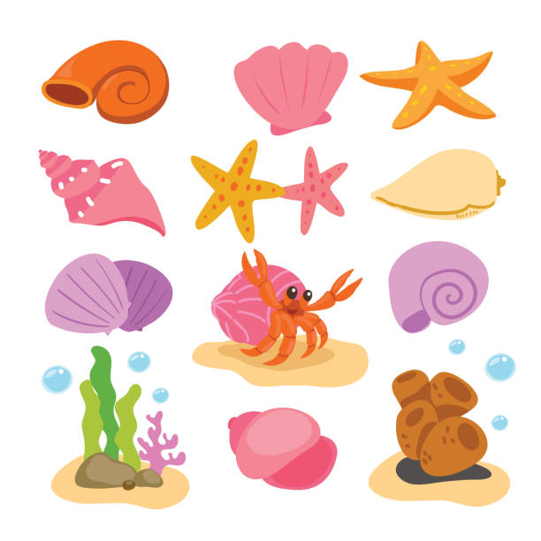 shell vector collection design shell vector collection design hermit crab stock illustrations