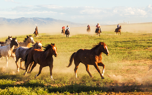 Wild mustang horses running at prairie at santaquin Salt lake City SLC Utah USA