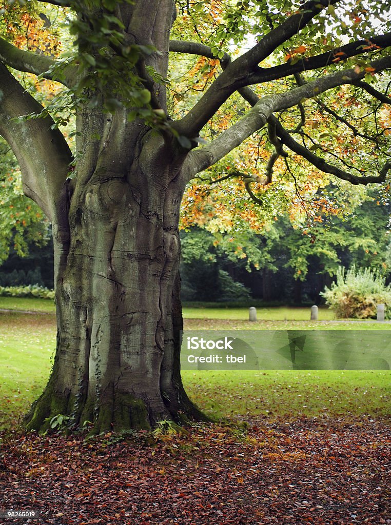 Big tree in the park  Autumn Stock Photo