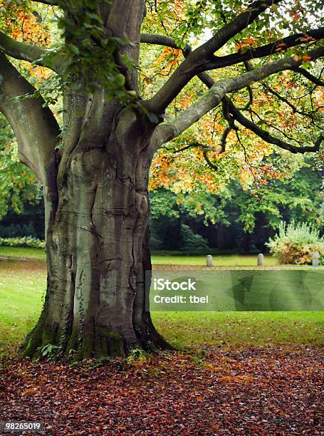 Big Tree In The Park Stock Photo - Download Image Now - Autumn, Color Image, Grass