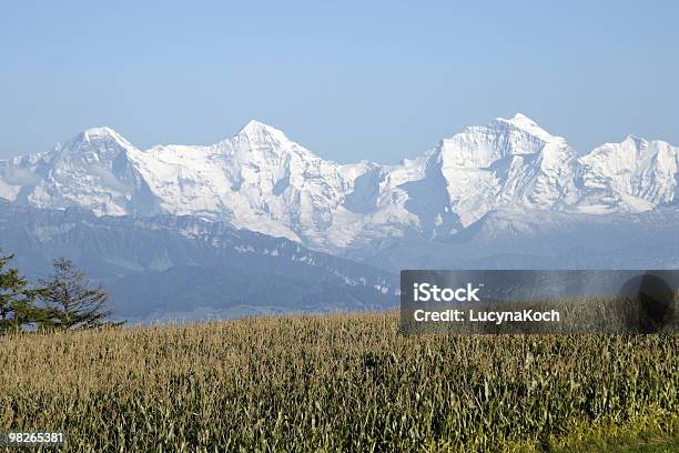 Maisfeld Mit Eiger Mönch Und Jungfrau Im Bamboo Stockfoto und mehr Bilder von Alpen - Alpen, Berg Jungfrau, Berg Mönch