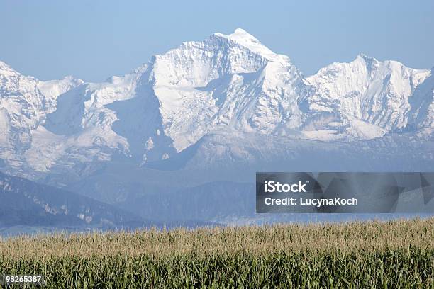 Maisfeld Mit Jungfrau Im Bamboo Stockfoto und mehr Bilder von Berg Jungfrau - Berg Jungfrau, Berg Mönch, Eiger