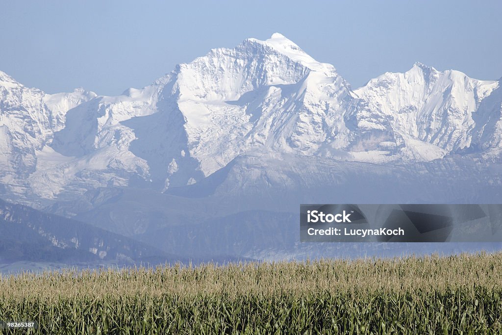 Maisfeld mit Góra Jungfrau im Hintergrund - Zbiór zdjęć royalty-free (Góra Eiger)
