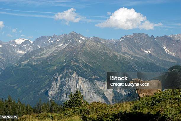 Happy Rindsleder Stockfoto und mehr Bilder von Kuh - Kuh, Alm, Eis