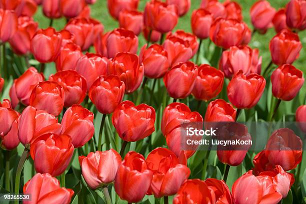 Tulpen - zdjęcia stockowe i więcej obrazów Bez ludzi - Bez ludzi, Formularz - dokument, Fotografika