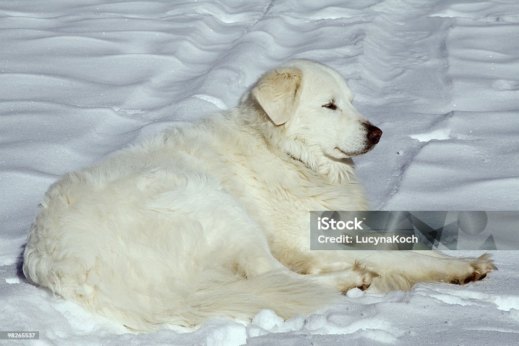 Dog and partridge public house im Schnee - Lizenzfrei Schnee Stock-Foto