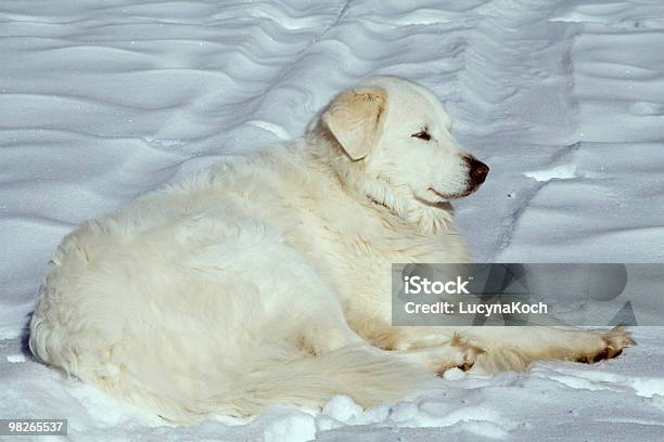 Dog And Partridge Public House Im Schnee Stockfoto und mehr Bilder von Schnee - Schnee, Hund, Schlafen