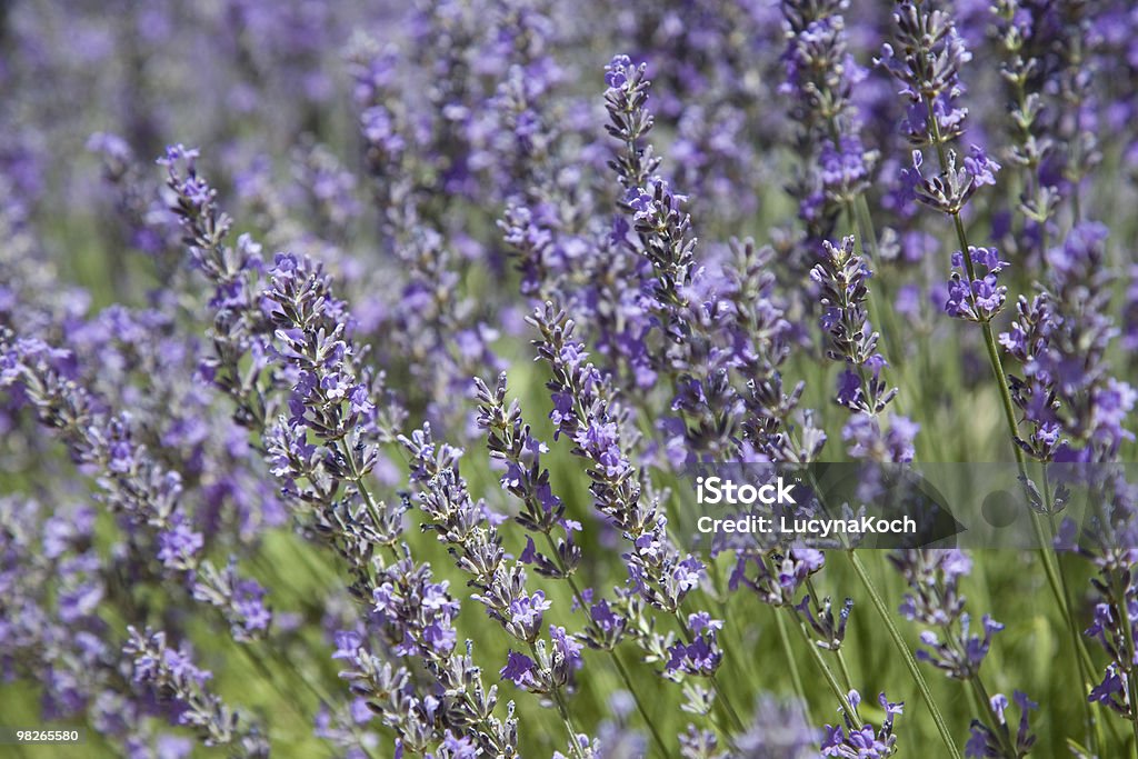 Lavendel - Lizenzfrei Blumenbeet Stock-Foto