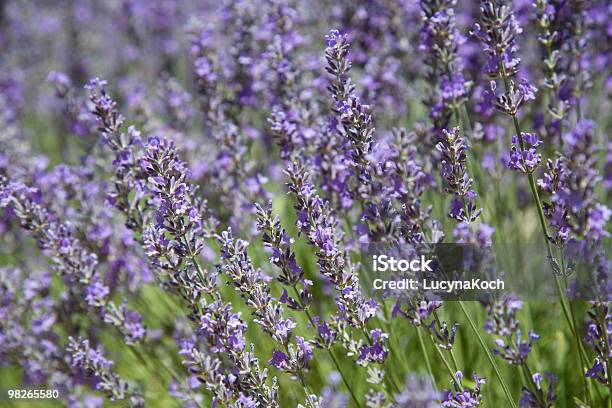 Lavendel Stockfoto und mehr Bilder von Blumenbeet - Blumenbeet, Blüte, Botanik