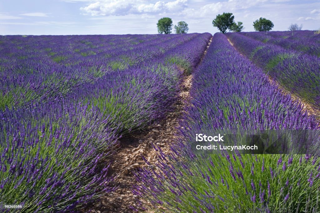 Lavendel- vor blauem Himmel - Lizenzfrei Agrarbetrieb Stock-Foto