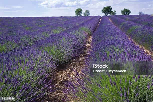 Lavendel Vor Blauem Himmel Stockfoto und mehr Bilder von Agrarbetrieb - Agrarbetrieb, Alternative Medizin, Blumenbeet