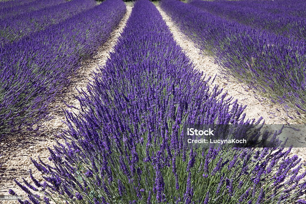 Lavendel-strip - Lizenzfrei Agrarbetrieb Stock-Foto