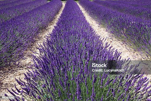 Lavendelstrip Stockfoto und mehr Bilder von Agrarbetrieb - Agrarbetrieb, Alternative Medizin, Blumenbeet