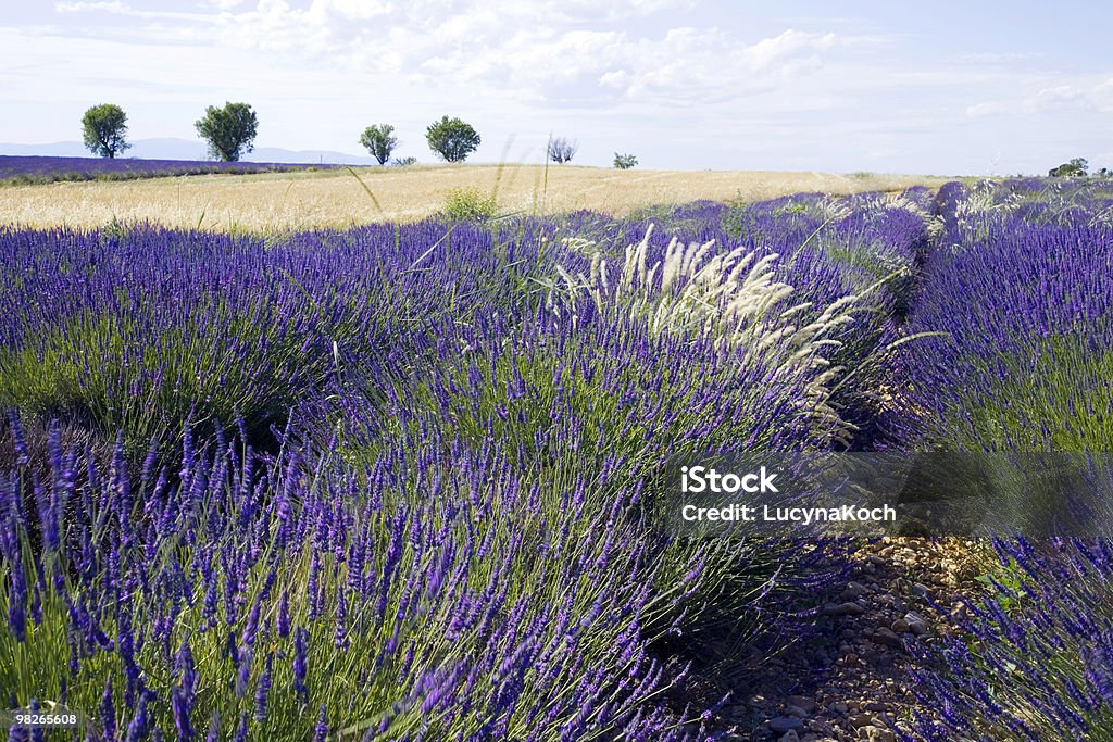 Big Lavendel Feld - Lizenzfrei Agrarbetrieb Stock-Foto