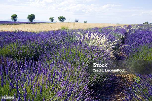 Big Lavendel Feld Stockfoto und mehr Bilder von Agrarbetrieb - Agrarbetrieb, Alternative Medizin, Blumenbeet