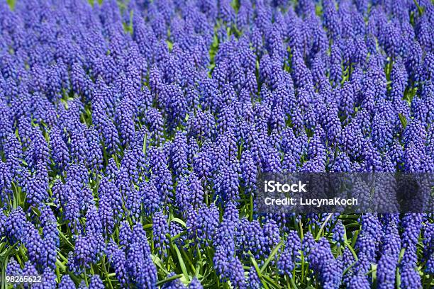 Fruehlingsblumen Stockfoto und mehr Bilder von Blatt - Pflanzenbestandteile - Blatt - Pflanzenbestandteile, Blau, Blume