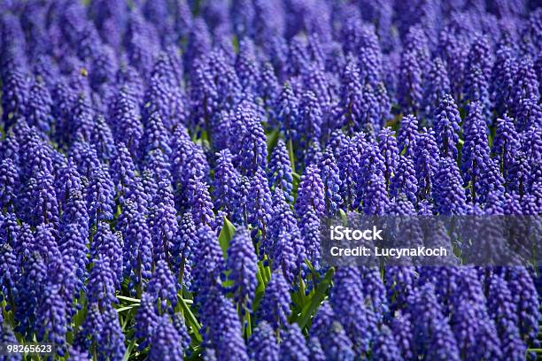 Fruehlingsblumen Stockfoto und mehr Bilder von Blatt - Pflanzenbestandteile - Blatt - Pflanzenbestandteile, Blau, Blume