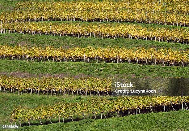 Multi Colored Weinberg Im Herbst Stockfoto und mehr Bilder von Farbbild - Farbbild, Fotografie, Gelb
