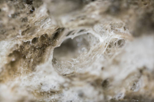 pumice mineral sample under light microscopy - mount pore imagens e fotografias de stock