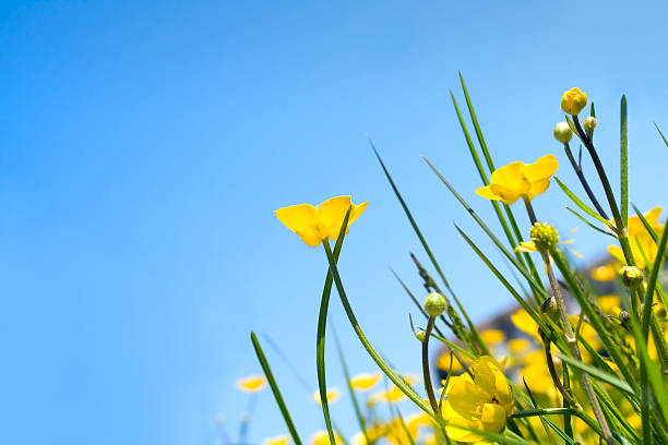 botón de oro - clear sky nobody blade of grass summer fotografías e imágenes de stock