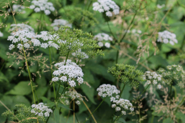istock cow parsley or wild chervil (Anthriscus sylvestris), blooming during spring 982663578