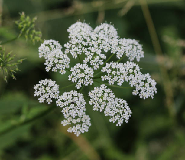 istock cow parsley or wild chervil (Anthriscus sylvestris), blooming during spring 982664322