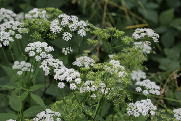 istock cow parsley or wild chervil (Anthriscus sylvestris), blooming during spring 982664350