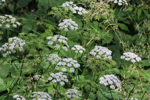 istock cow parsley or wild chervil (Anthriscus sylvestris), blooming during spring 982665618