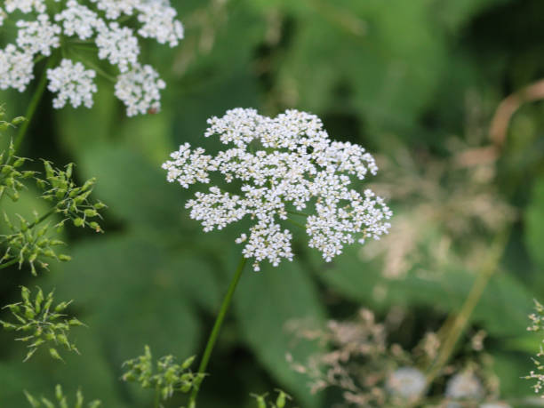 istock cow parsley or wild chervil (Anthriscus sylvestris), blooming during spring 982665688