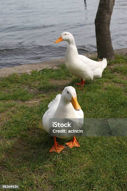 Anatra Bianca - Fotografie stock e altre immagini di Anatra - Uccello acquatico - Anatra - Uccello acquatico, Bianco, Camminare