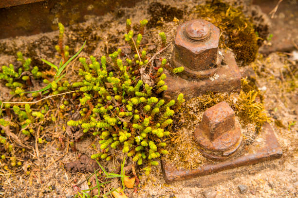 rails out of order with sedum