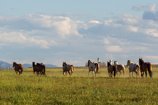 Wild mustang horses running at prairie at santaquin Salt lake City SLC Utah USA