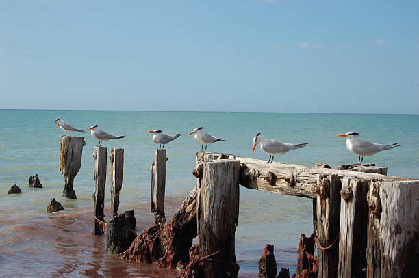 Terns on Pilings  naples beach stock pictures, royalty-free photos & images