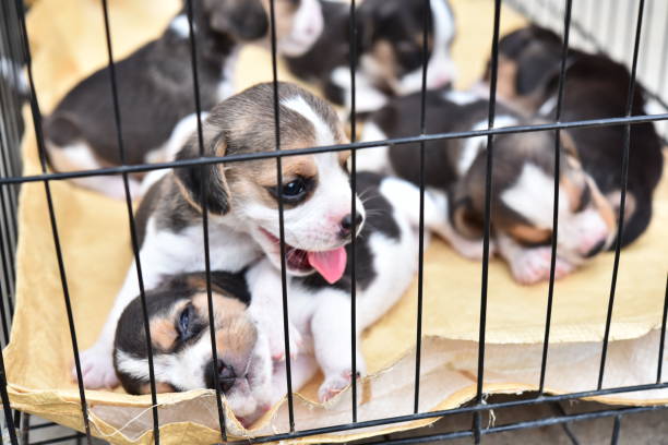 istock Cute little Beagles in dog cage 982700196