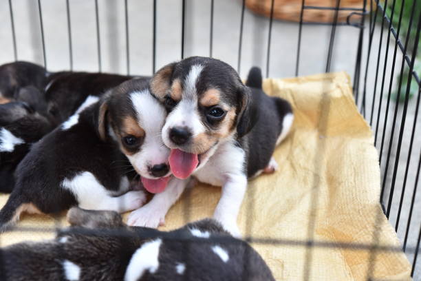 istock Cute little Beagles in dog cage 982700222