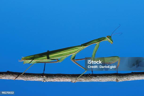 Animali Mantide Religiosa - Fotografie stock e altre immagini di Blu - Blu, Camminare, Colore verde