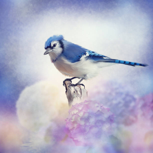 istock Blue jay in Flower garden 982712582