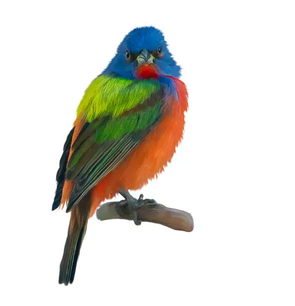 Photo of Male Painted Bunting watercolor