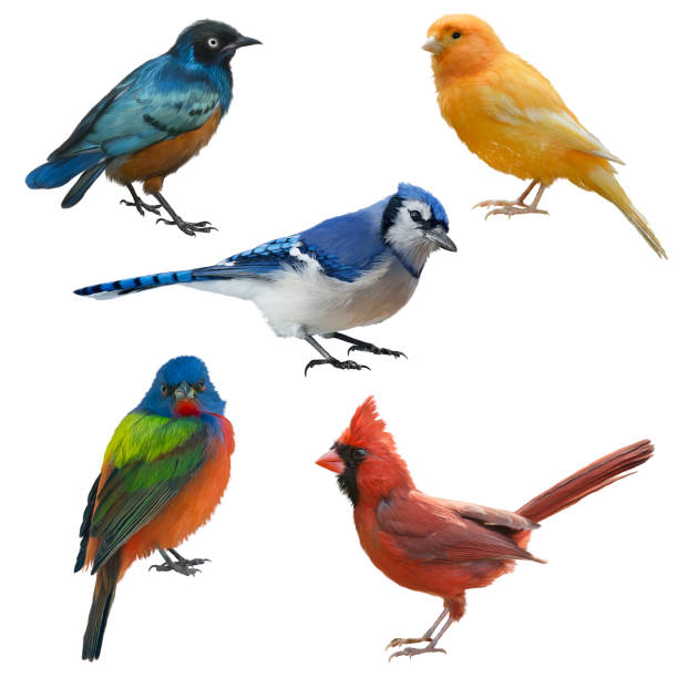 istock Birds set watercolor painting 982714806